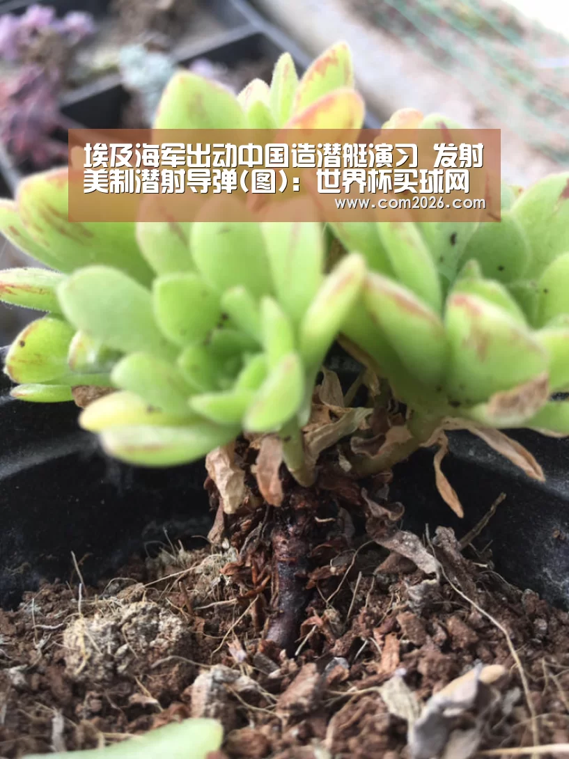 埃及海军出动中国造潜艇演习 发射美制潜射导弹(图)：世界杯买球网站
